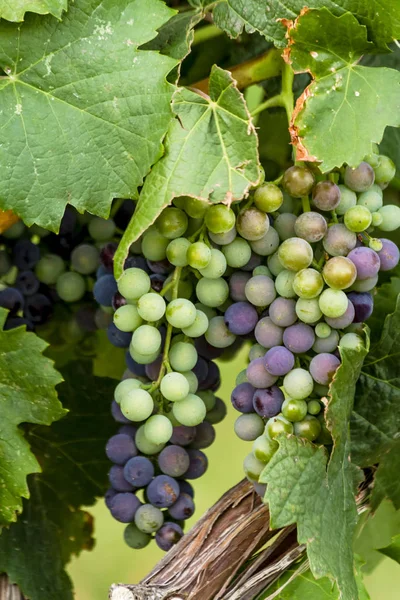 Uvas de vinificación en la fase de envero de la vid —  Fotos de Stock