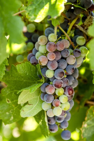 Wino z winogron w etapie przebarwiania na winorośli — Zdjęcie stockowe