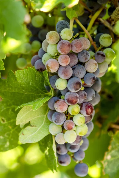 Uvas de vinho em estágio de veraison em videira — Fotografia de Stock