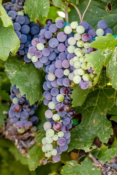 Wine grapes in veraison stage on vine — Stock Photo, Image