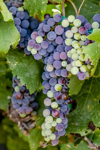 Vindruvor i veraison scenen på vine — Stockfoto