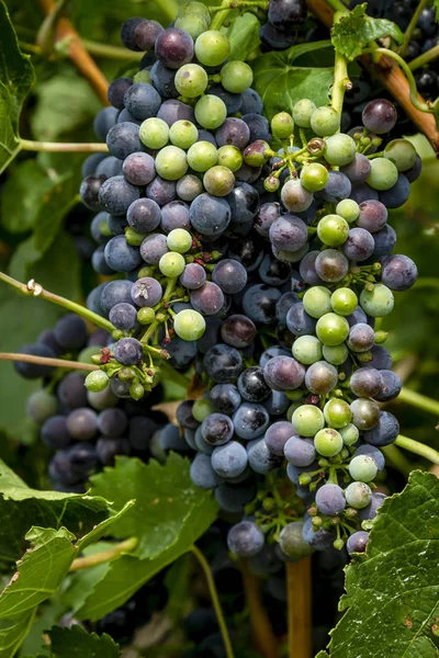 Uvas de vinho em estágio de veraison em videira — Fotografia de Stock