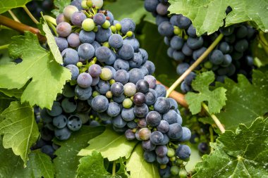 Şarap üzüm asma veraison sahnede
