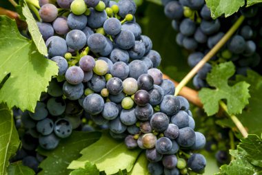 Şarap üzüm asma veraison sahnede