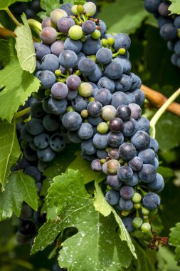 Şarap üzüm asma veraison sahnede