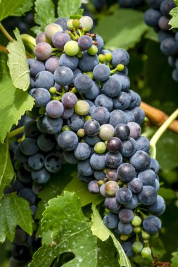 Şarap üzüm asma veraison sahnede