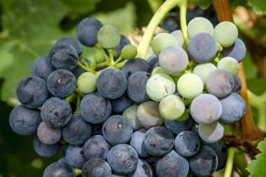 Şarap üzüm asma veraison sahnede