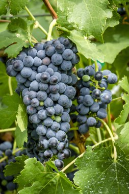 Şarap üzüm asma veraison sahnede