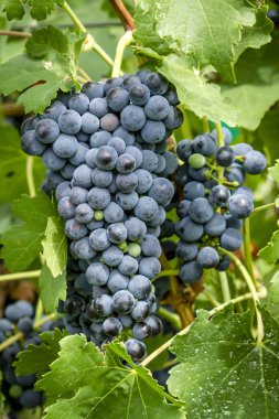 Şarap üzüm asma veraison sahnede