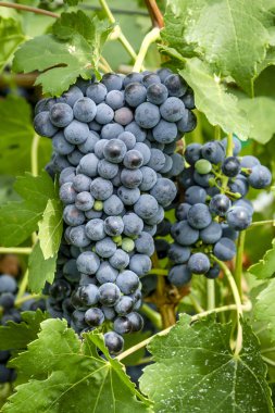 Şarap üzüm asma veraison sahnede