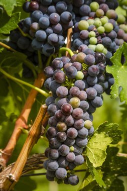 Şarap üzüm asma veraison sahnede
