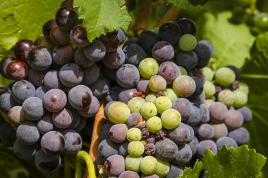 Şarap üzüm asma veraison sahnede