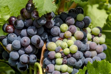 Şarap üzüm asma veraison sahnede