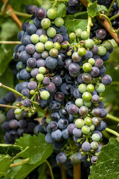 Şarap üzüm asma veraison sahnede