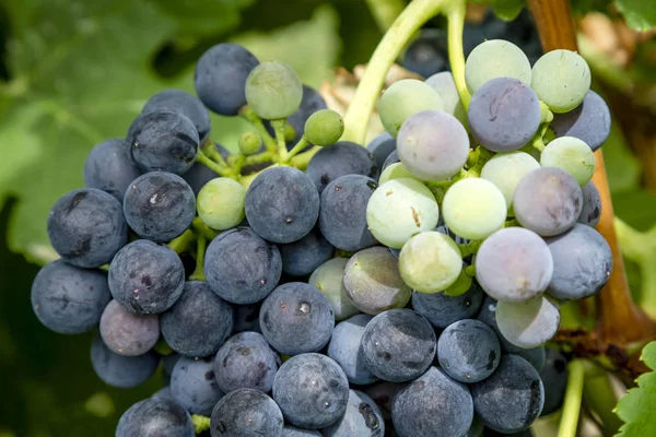 Wine grapes in veraison stage on vine — Stock Photo, Image