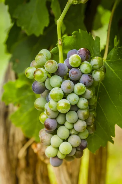 Şarap üzüm asma veraison sahnede