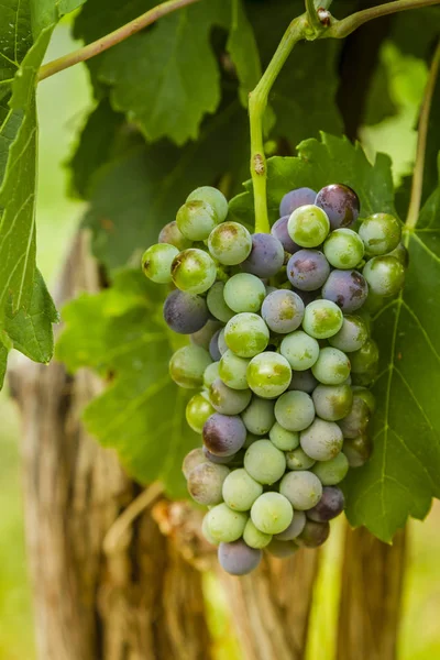 Şarap üzüm asma veraison sahnede