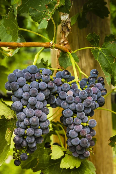 Vindruvor i veraison scenen på vine — Stockfoto