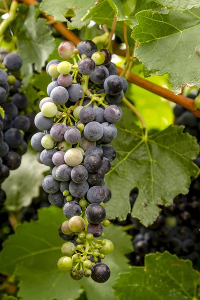 Vinné hrozny ve fázi zrání na vine — Stock fotografie