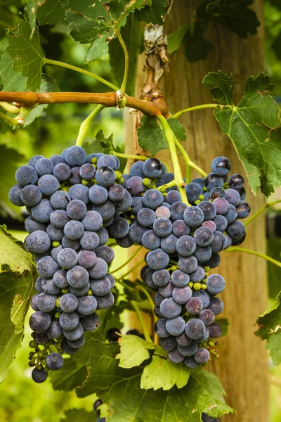 Vinné hrozny ve fázi zrání na vine — Stock fotografie