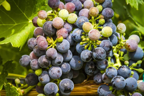 Wijndruiven in veraison fase op vine — Stockfoto
