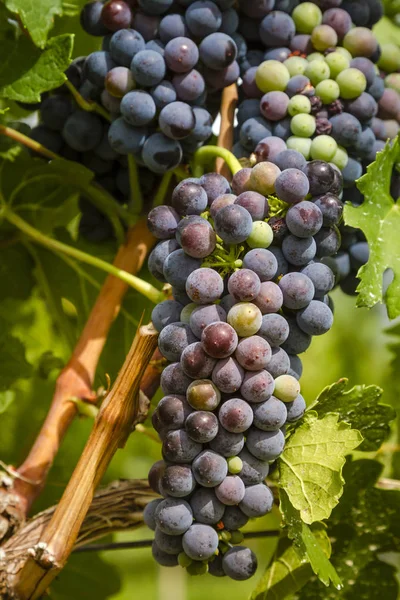 Uvas de vinho em estágio de veraison em videira — Fotografia de Stock