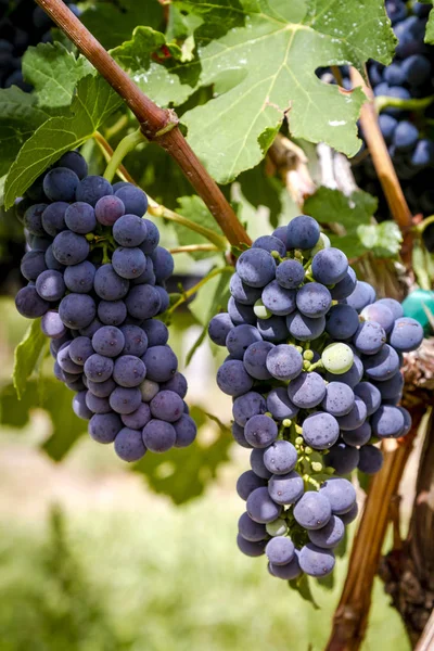 Uvas de vinificación en la fase de envero de la vid — Foto de Stock