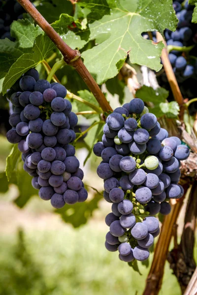 Виноград на сцені Верейсона на винограднику — стокове фото