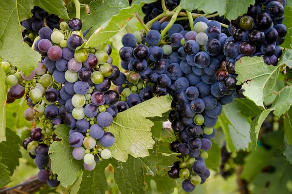 Vindruvor i veraison scenen på vine — Stockfoto