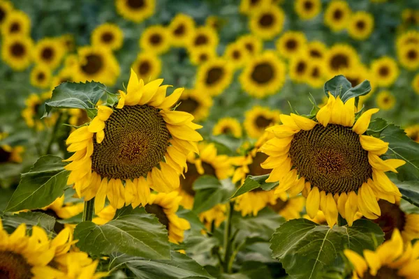 Girasoles amarillos grandes al atardecer —  Fotos de Stock