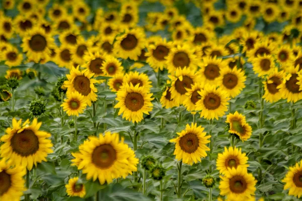 Girasoles amarillos grandes al atardecer —  Fotos de Stock