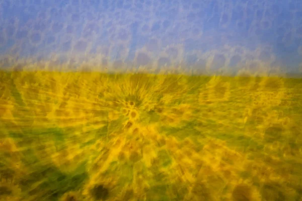 Large yellow sunflowers at sunset — Stock Photo, Image