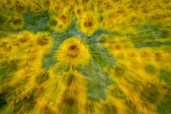 Large yellow sunflowers at sunset — Stock Photo, Image