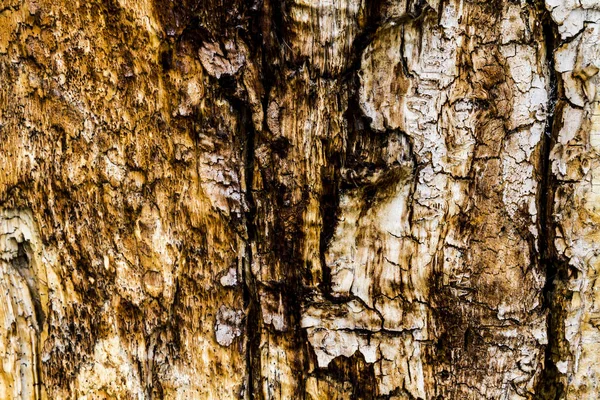 Sfondo di corteccia di legno — Foto Stock