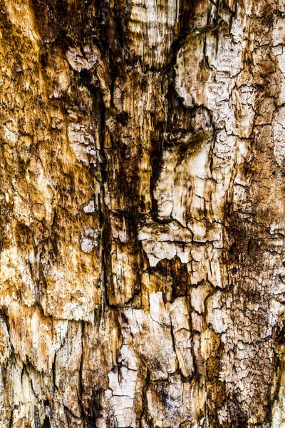 Sfondo di corteccia di legno — Foto Stock