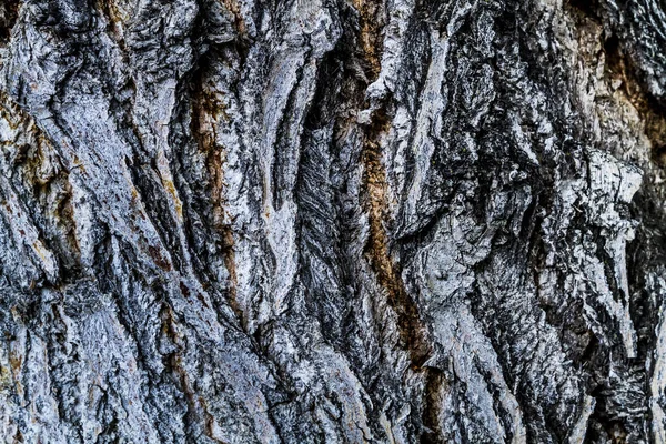 Bakgrund av trä träd bark — Stockfoto