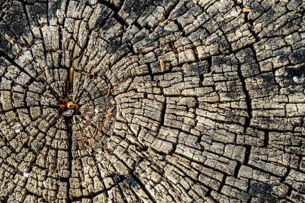 Achtergrond van hout uit leeftijd gesneden boom — Stockfoto