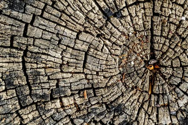 Achtergrond van hout uit leeftijd gesneden boom — Stockfoto