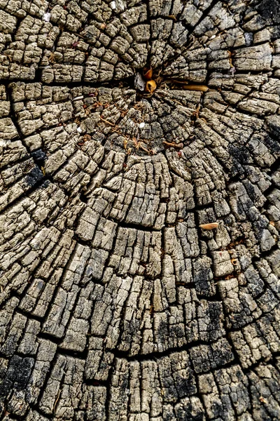 Év közötti kivágott fa fa háttér — Stock Fotó