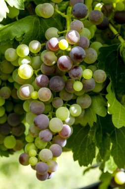 Şaraplık üzüm bağıyla asılı