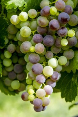 Şaraplık üzüm bağıyla asılı