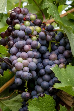Şaraplık üzüm bağıyla asılı