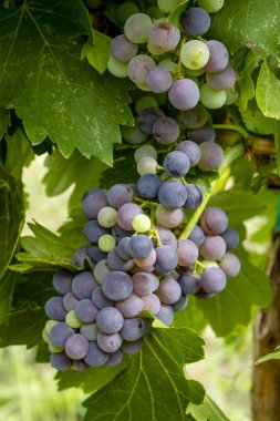 Şaraplık üzüm bağıyla asılı