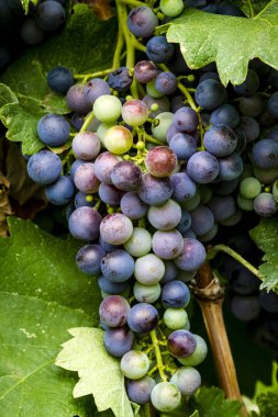 Şaraplık üzüm bağıyla asılı