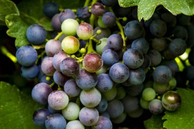 Şaraplık üzüm bağıyla asılı