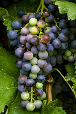 Şaraplık üzüm bağıyla asılı