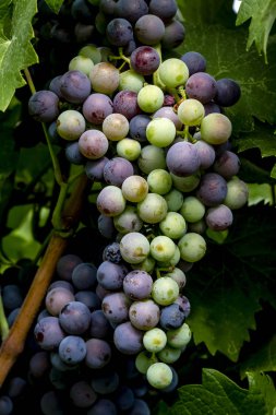 Şaraplık üzüm bağıyla asılı