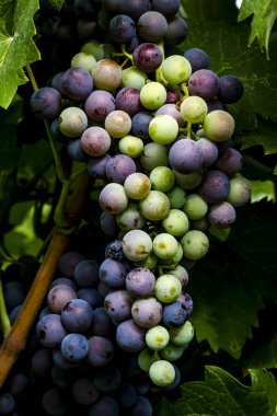 Şaraplık üzüm bağıyla asılı