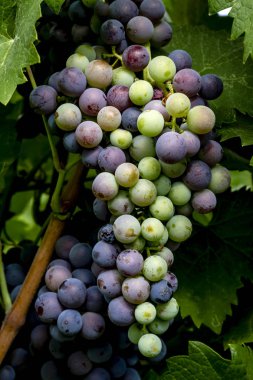 Şaraplık üzüm bağıyla asılı