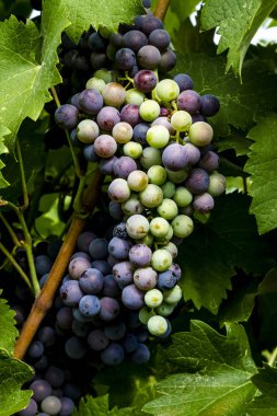 Şaraplık üzüm bağıyla asılı